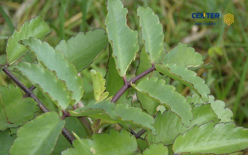 mẹo chữa trĩ dân gian