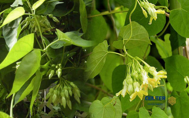 mẹo chữa trĩ dân gian